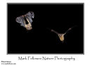 Egyptian fruitbats Rousettus aegyptiacus